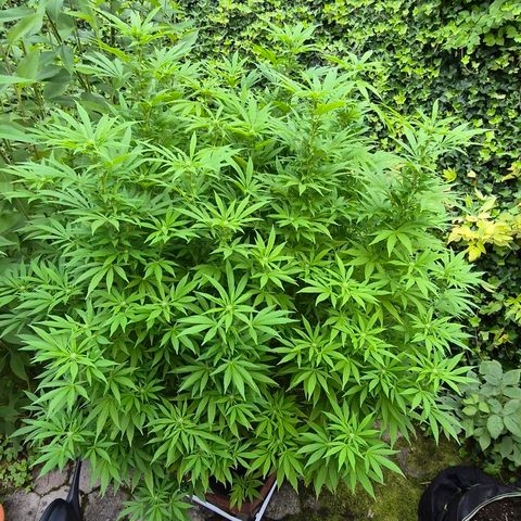 Banana Kush Cake 2025 growlog timeline photo