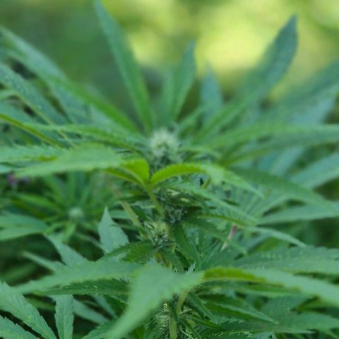 Banana Kush Cake 2025 growlog timeline photo
