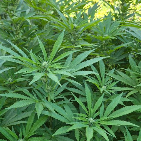 Banana Kush Cake 2025 growlog timeline photo