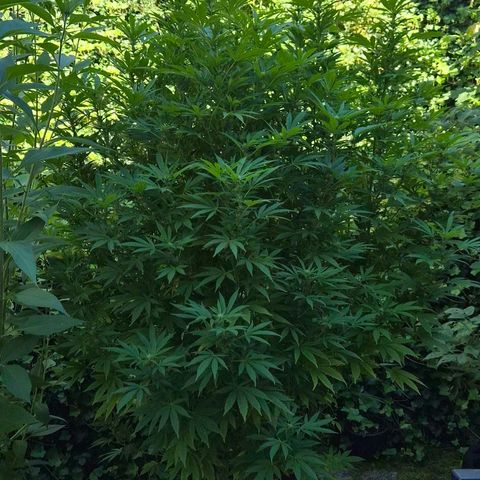 Banana Kush Cake 2025 growlog timeline photo