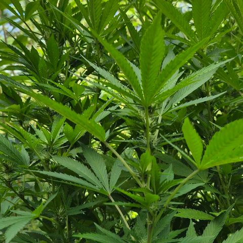 Banana Kush Cake 2025 growlog timeline photo