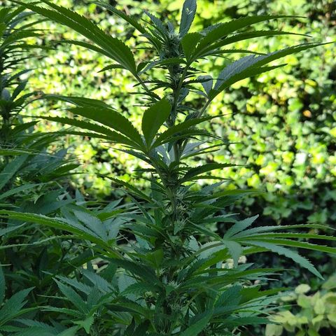 Banana Kush Cake 2025 growlog timeline photo
