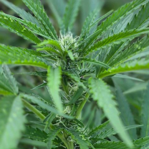 Banana Kush Cake 2025 growlog timeline photo
