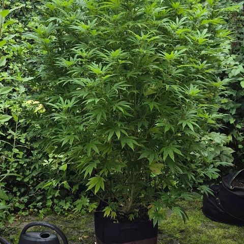 Banana Kush Cake 2025 growlog timeline photo