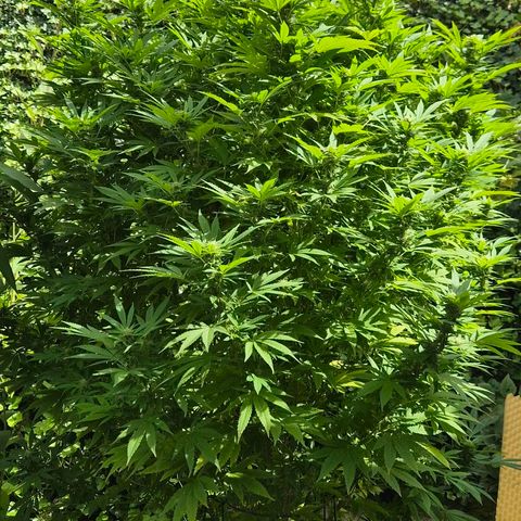 Banana Kush Cake 2025 growlog timeline photo