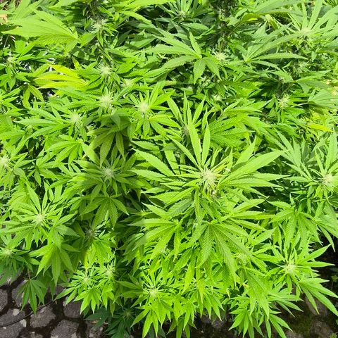 Banana Kush Cake 2025 growlog timeline photo