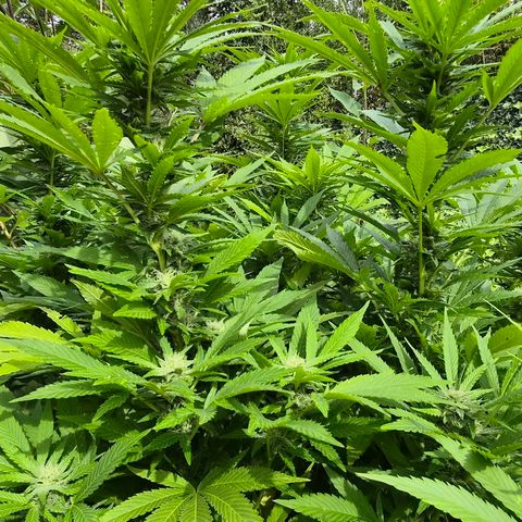 Banana Kush Cake 2025 growlog timeline photo