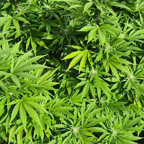 Banana Kush Cake 2025 growlog timeline photo