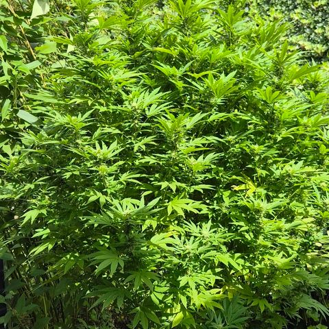 Banana Kush Cake 2025 growlog timeline photo