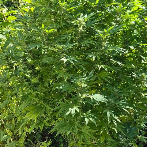 Banana Kush Cake 2025 growlog timeline photo