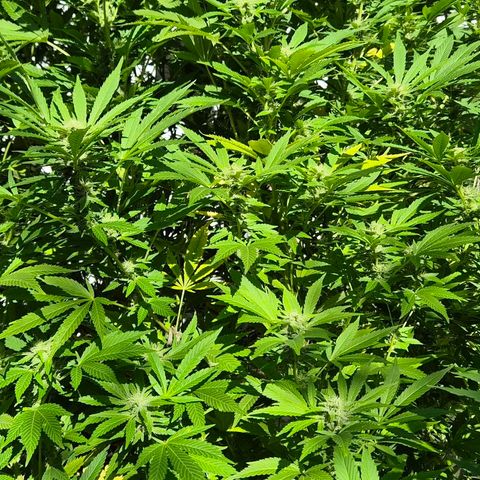 Banana Kush Cake 2025 growlog timeline photo