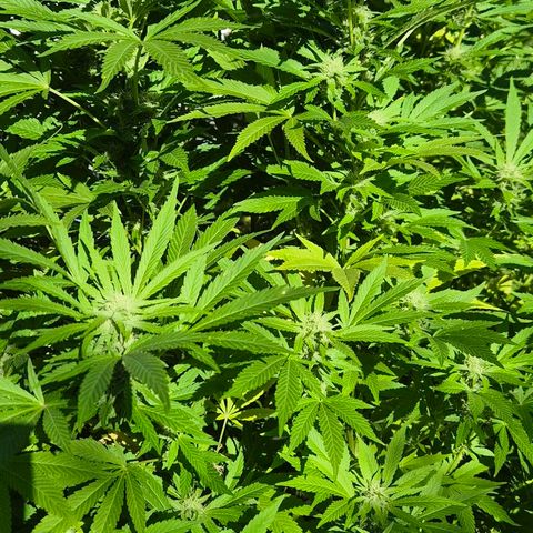 Banana Kush Cake 2025 growlog timeline photo