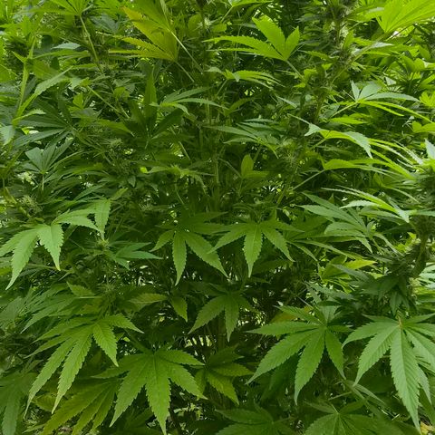 Banana Kush Cake 2025 growlog timeline photo