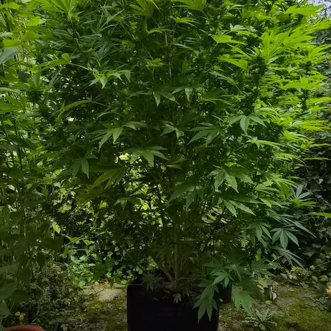 Banana Kush Cake 2025 growlog timeline photo