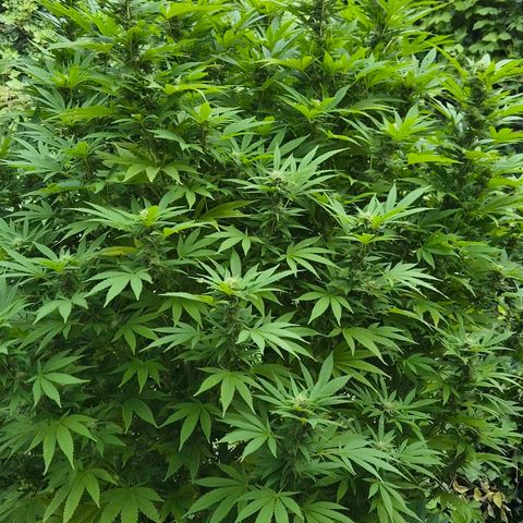 Banana Kush Cake 2025 growlog timeline photo