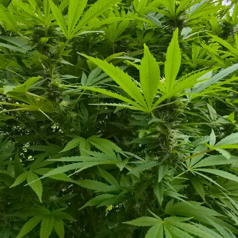 Banana Kush Cake 2025 growlog timeline photo