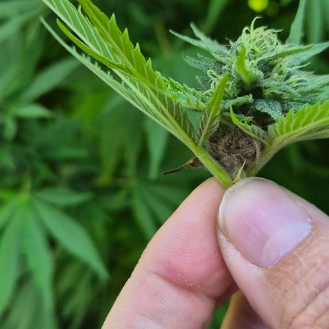 Banana Kush Cake 2025 growlog photo: Schimmel! Ab morgen herbstlich kalt. Umzug ins Herbstquartier.