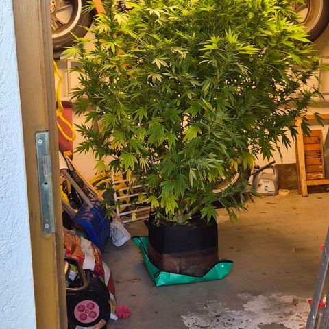 Banana Kush Cake 2025 growlog photo: Schimmel! Ab morgen herbstlich kalt. Umzug ins Herbstquartier.