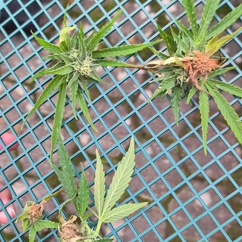 Banana Kush Cake 2025 growlog photo: Schimmel! Ab morgen herbstlich kalt. Umzug ins Herbstquartier.