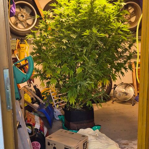 Banana Kush Cake 2025 growlog photo: Schimmel! Ab morgen herbstlich kalt. Umzug ins Herbstquartier.