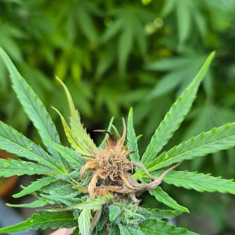 Banana Kush Cake 2025 growlog photo: Schimmel! Ab morgen herbstlich kalt. Umzug ins Herbstquartier.