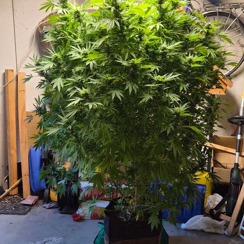Banana Kush Cake 2025 growlog photo: Schimmel! Ab morgen herbstlich kalt. Umzug ins Herbstquartier.