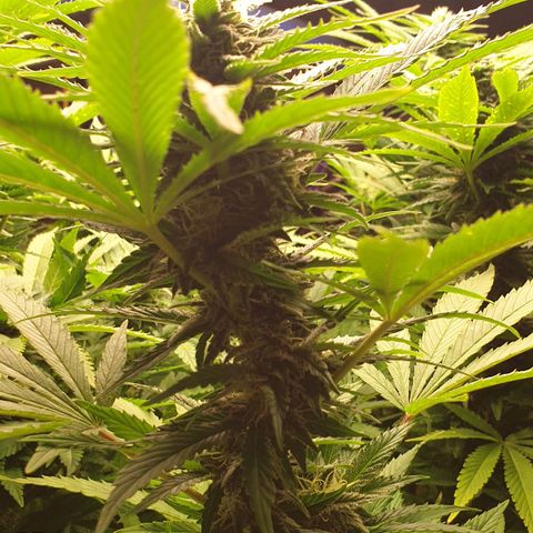 Banana Kush Cake 2025 growlog timeline photo