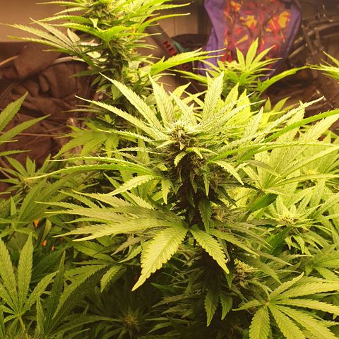 Banana Kush Cake 2025 growlog timeline photo