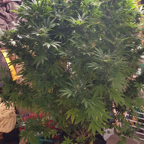 Banana Kush Cake 2025 growlog timeline photo