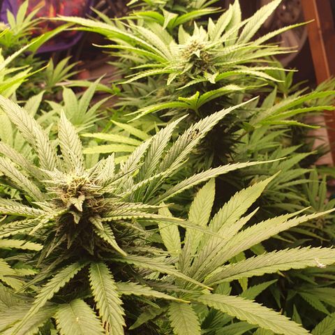 Banana Kush Cake 2025 growlog timeline photo