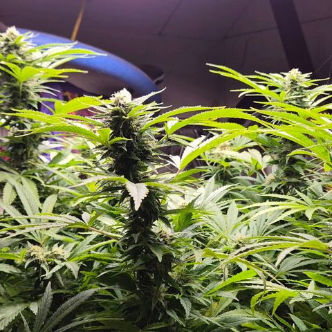 Banana Kush Cake 2025 growlog timeline photo