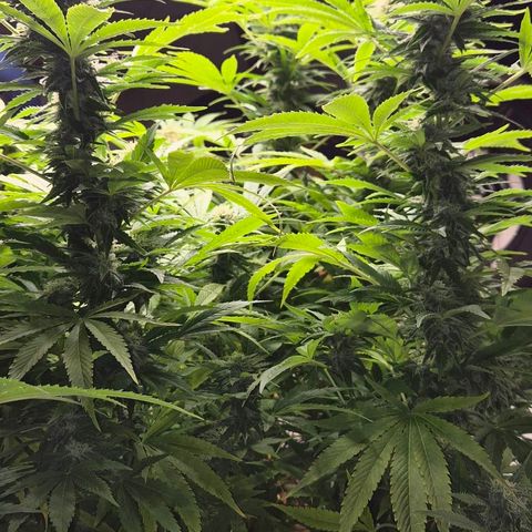 Banana Kush Cake 2025 growlog timeline photo