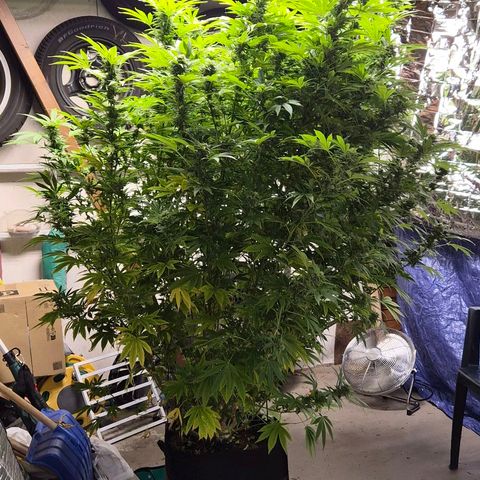 Banana Kush Cake 2025 growlog timeline photo