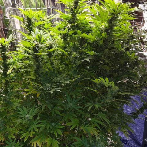 Banana Kush Cake 2025 growlog photo: Herbstquartier optimiert 