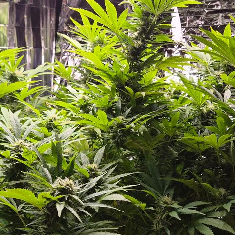 Banana Kush Cake 2025 growlog timeline photo