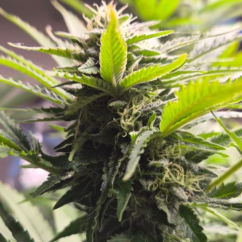 Banana Kush Cake 2025 growlog timeline photo
