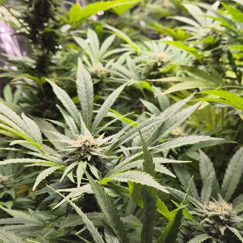 Banana Kush Cake 2025 growlog timeline photo
