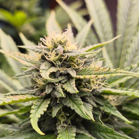 Banana Kush Cake 2025 growlog timeline photo
