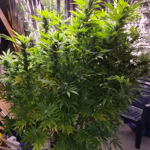 Banana Kush Cake 2025 growlog timeline photo