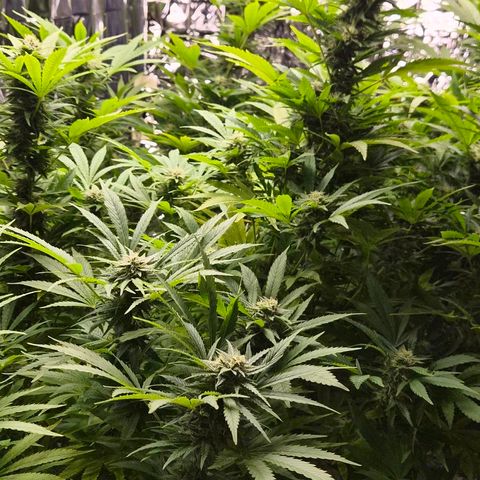 Banana Kush Cake 2025 growlog timeline photo
