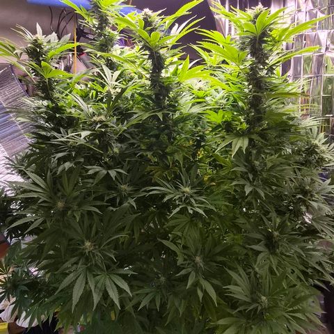 Banana Kush Cake 2025 growlog timeline photo