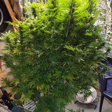 Banana Kush Cake 2025 growlog timeline photo