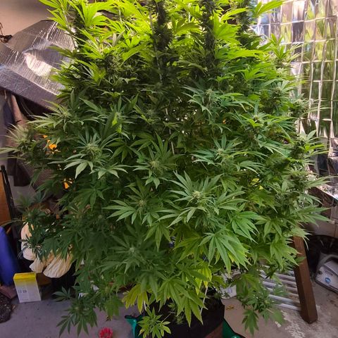 Banana Kush Cake 2025 growlog timeline photo