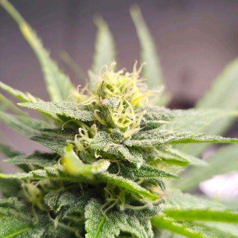 Banana Kush Cake 2025 growlog timeline photo