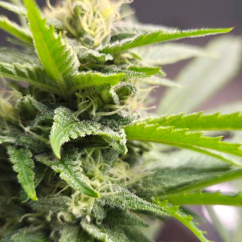 Banana Kush Cake 2025 growlog timeline photo