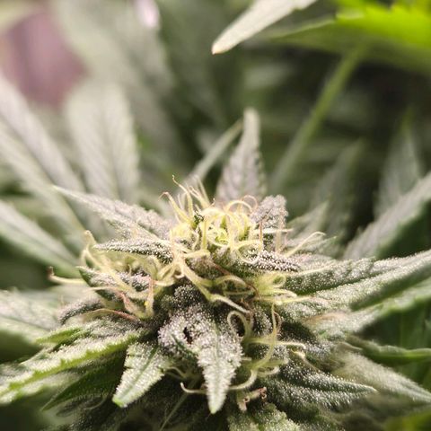Banana Kush Cake 2025 growlog timeline photo