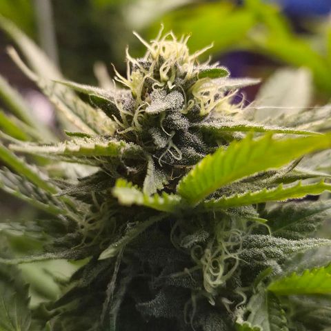 Banana Kush Cake 2025 growlog timeline photo