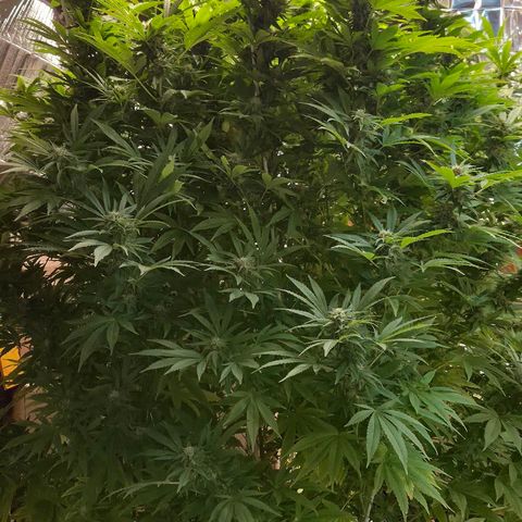 Banana Kush Cake 2025 growlog timeline photo
