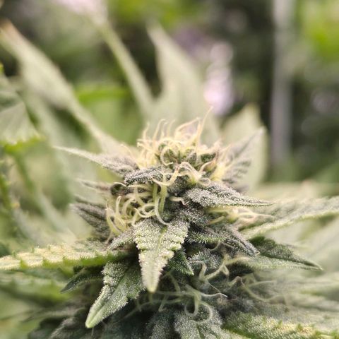 Banana Kush Cake 2025 growlog timeline photo