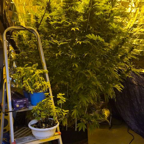 Banana Kush Cake 2025 growlog timeline photo